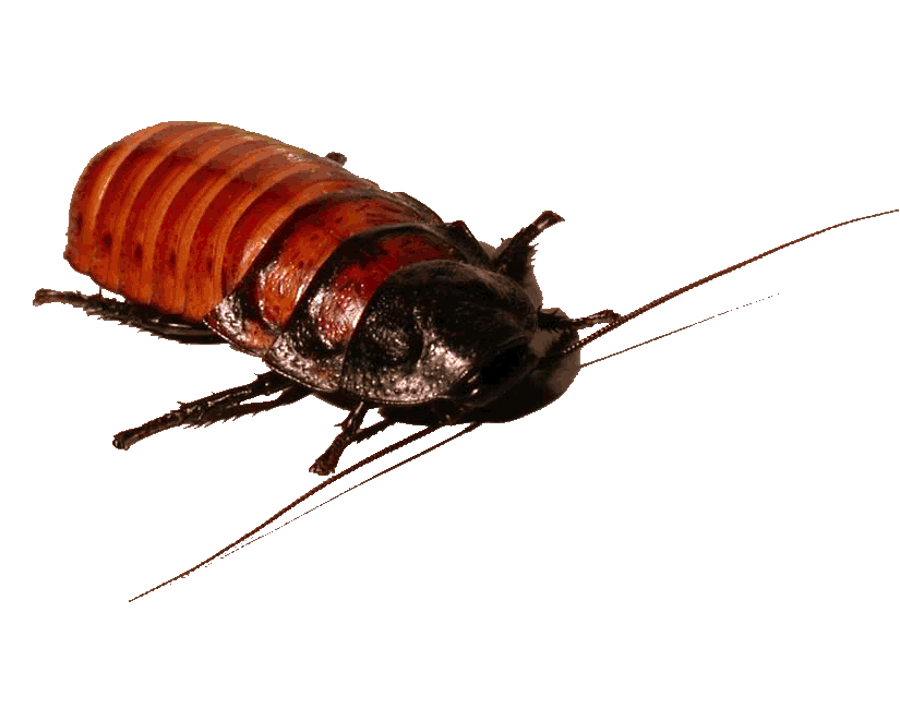 Мадагаскарский шипящий таракан (Gromphadorhina portentosa), 20шт