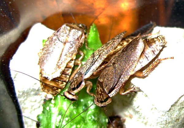 ��������� ������� (Nauphoeta cinerea) 2��. * 100��.